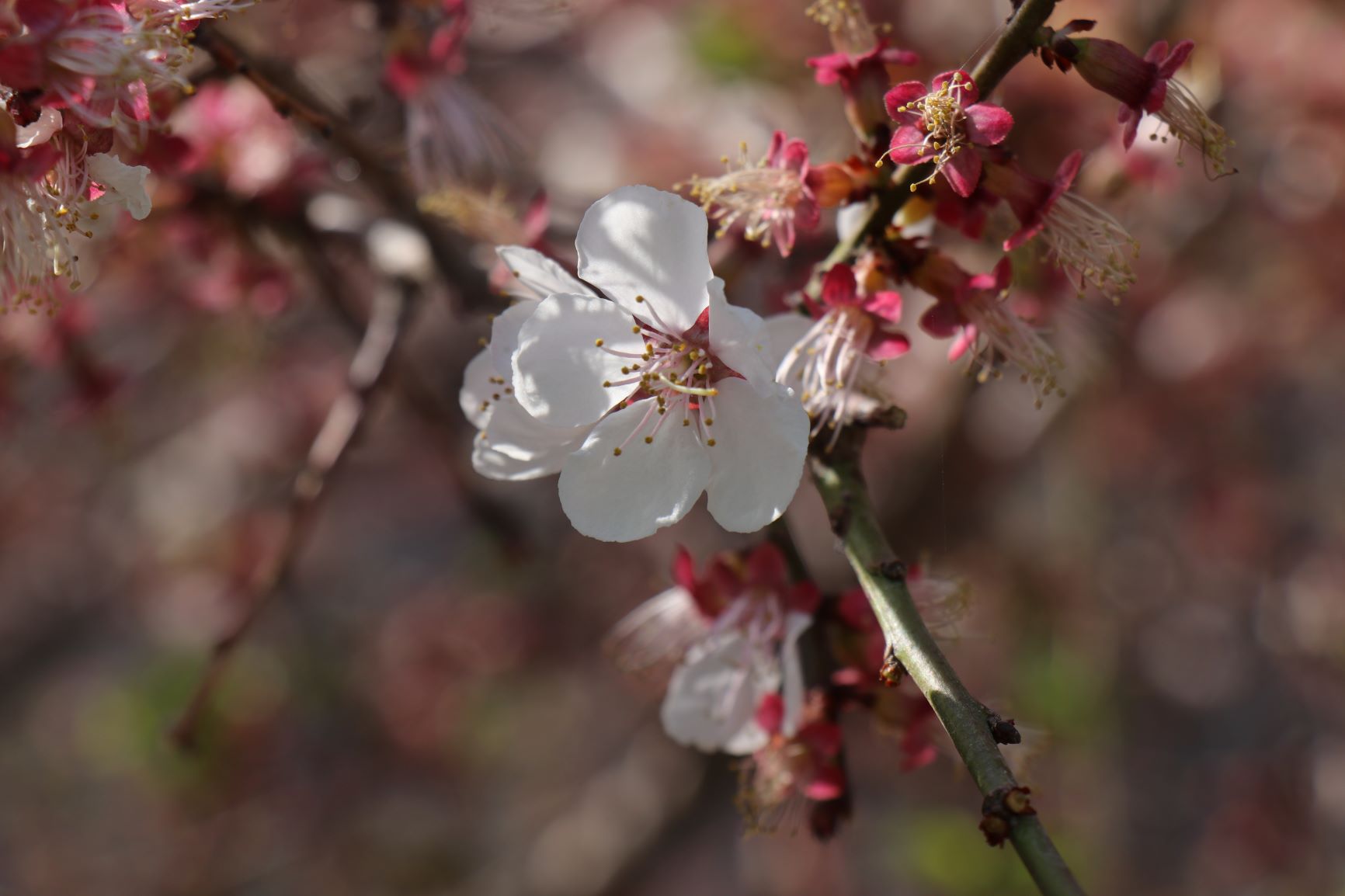 Apricot Blossom Festival