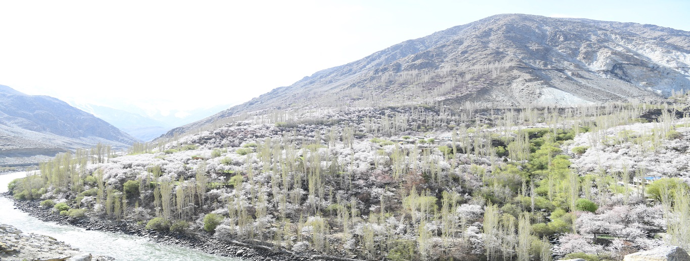 Apricot Blossom Festival  Kargil Ladakh.