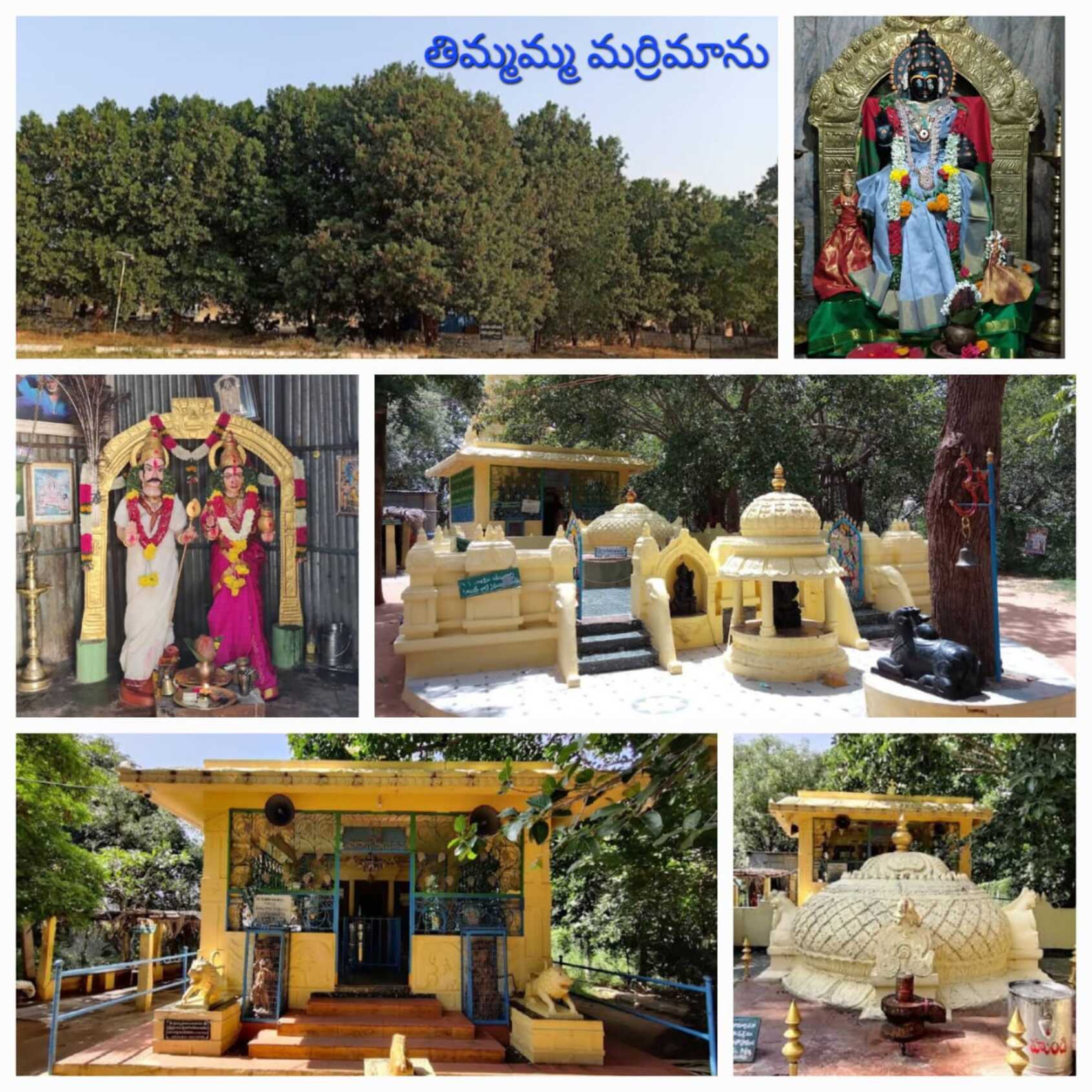 Thimmamamba Maha Shivrathri Celebrations 2024 - Thimmamma Marrimanu, Gootybylu, Sri Sathya Sai District