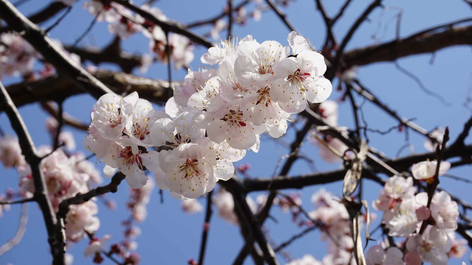 Apricot Blossom festival 2024 (Garkone & Darchiks)
