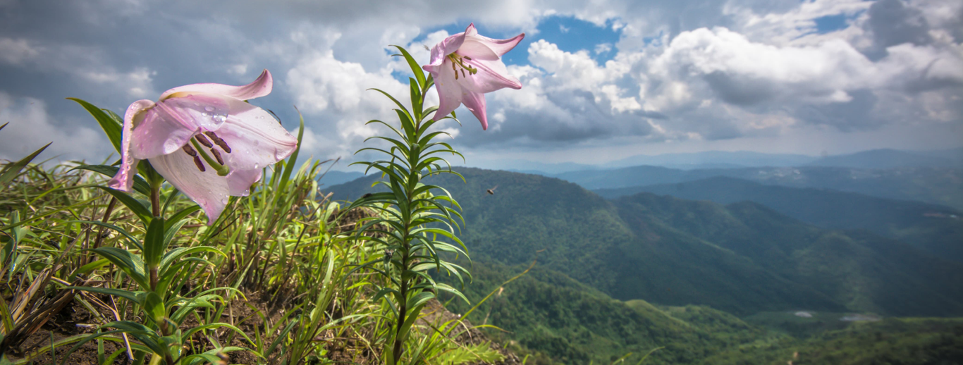 Shirui Lily Festival 2025