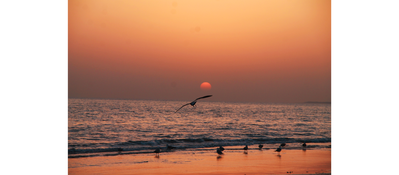 Mandvi beach festival