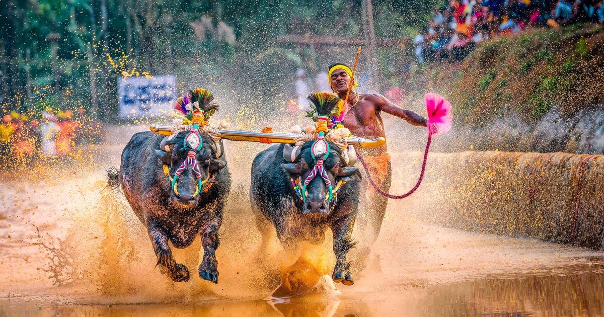 Kambala Festival