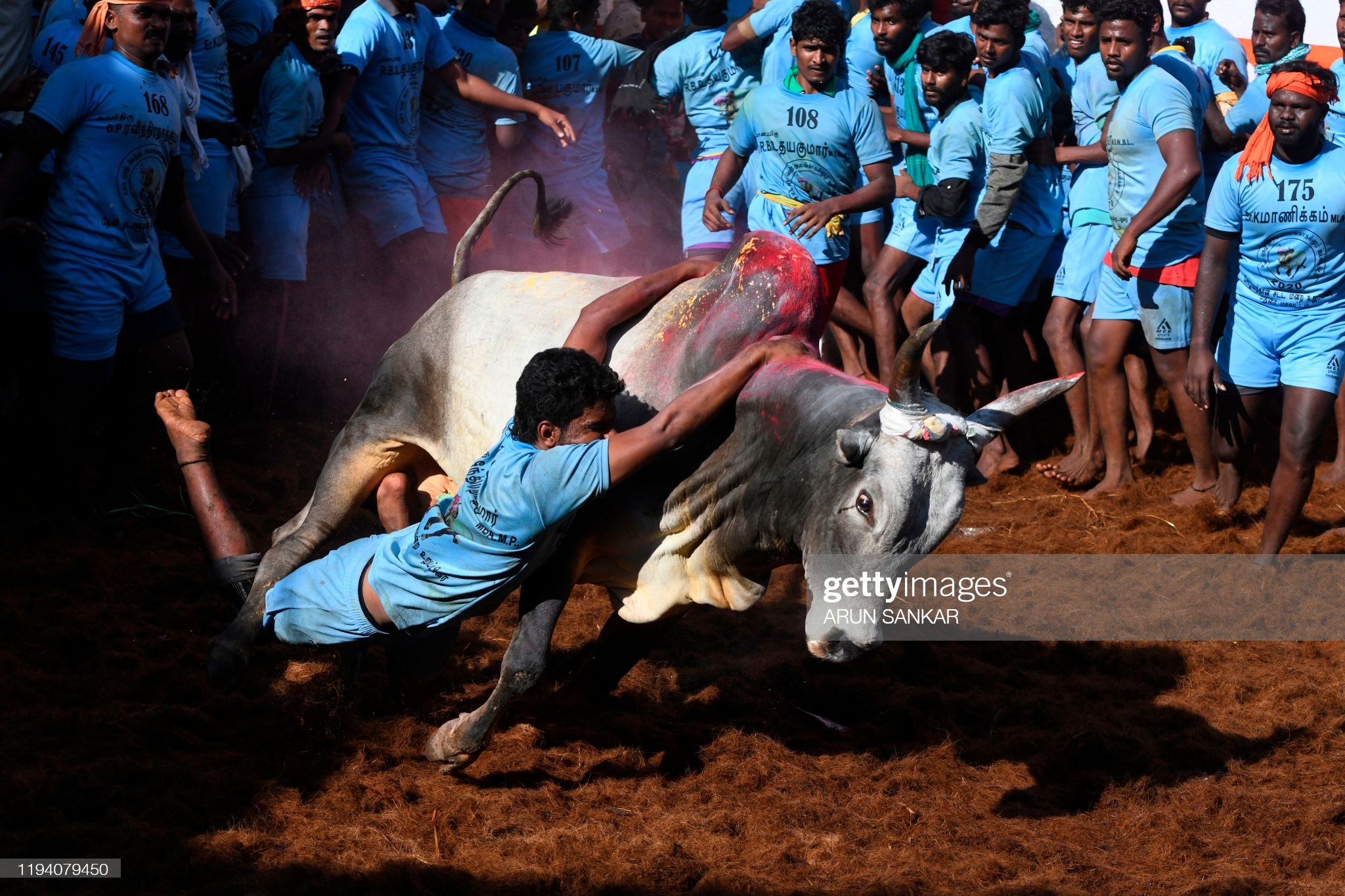 Jallikattu ( Bull taming)